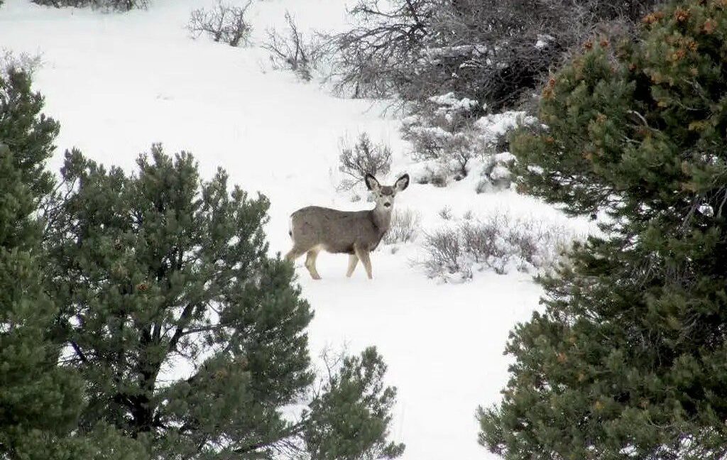 wildlife-on-Murdock-Mtn
