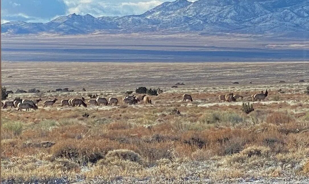 Grazing in Montello 1