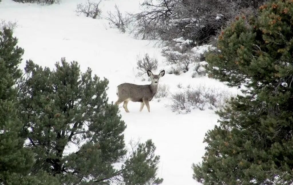 wildlife on Murdock Mtn